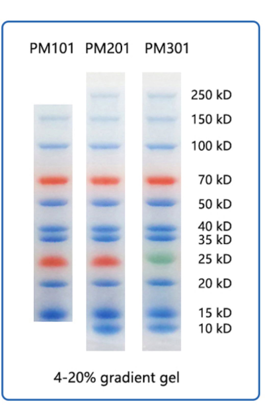 Pre-stained Dual-Color or Tri-Color Protein Ladder